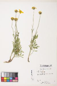 Thelesperma subnudum image