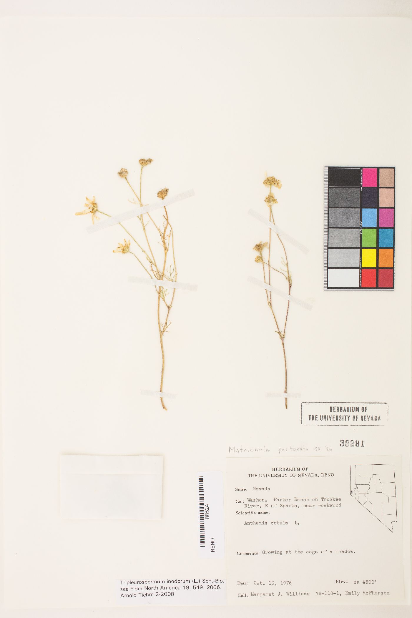 Tripleurospermum inodorum image