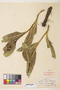 Wyethia amplexicaulis image