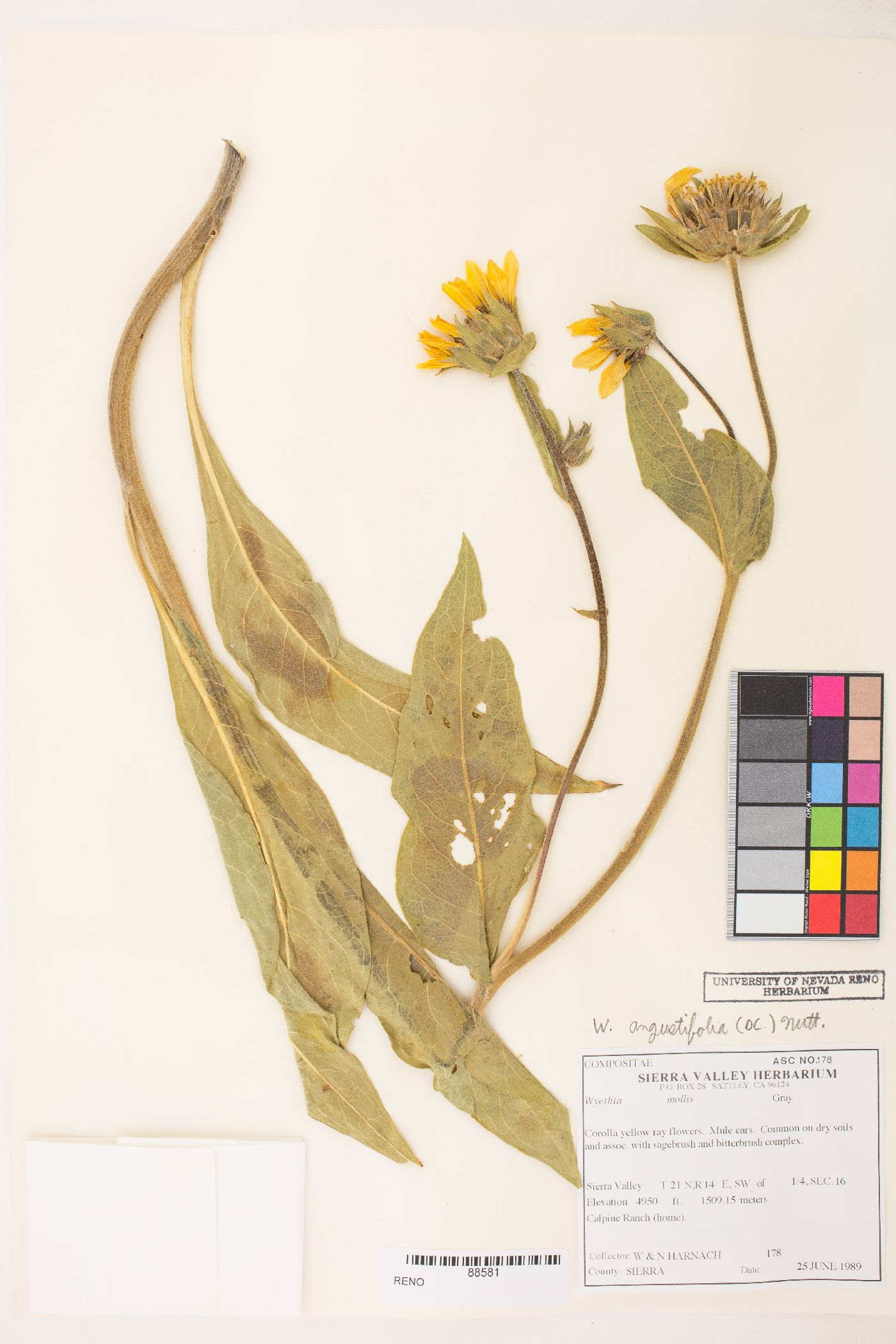 Wyethia angustifolia image