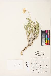Xylorhiza tortifolia image