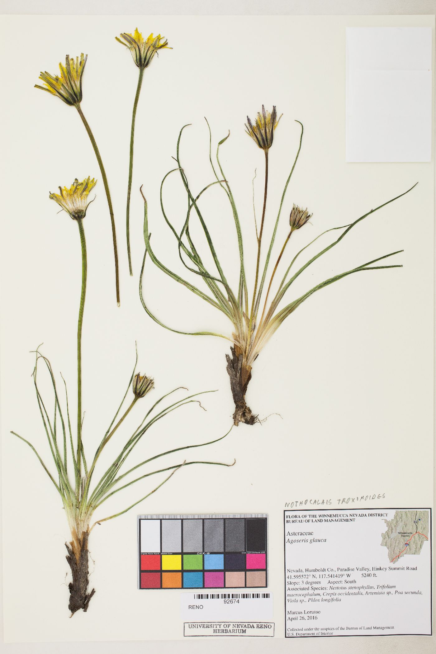 Nothocalais troximoides image