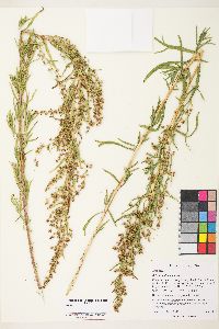 Artemisia dracunculus image