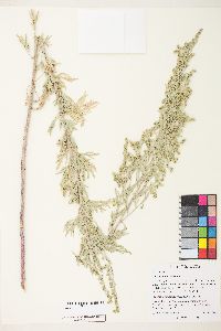 Artemisia absinthium image