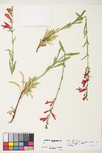 Penstemon rostriflorus image