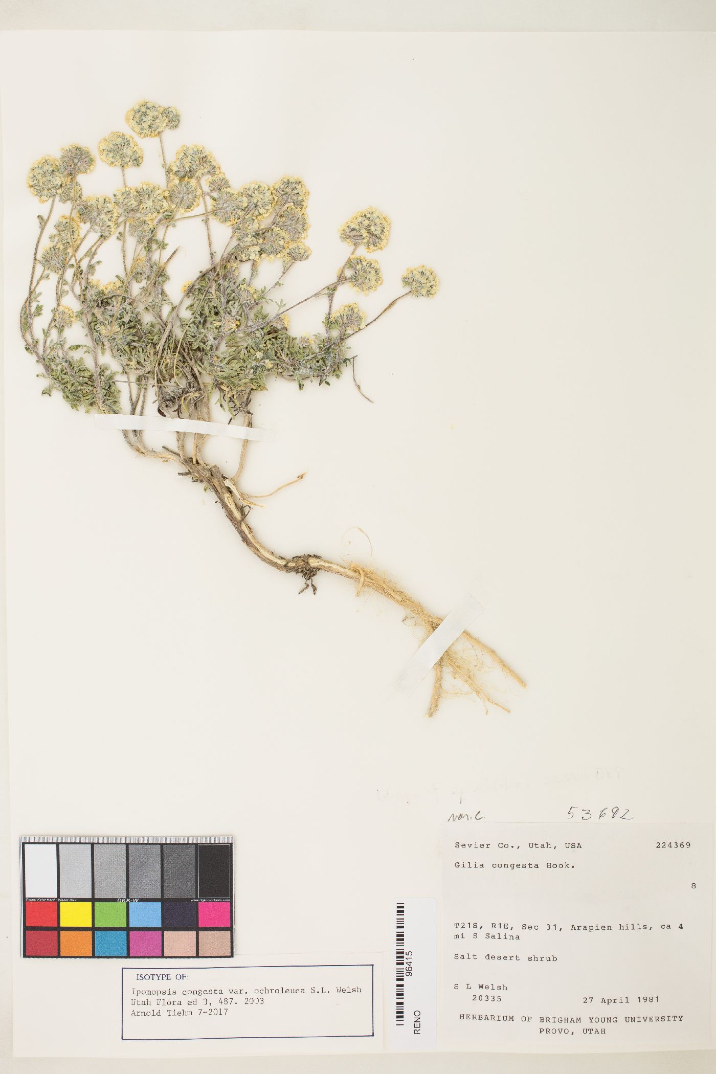 Ipomopsis congesta var. ochroleuca image