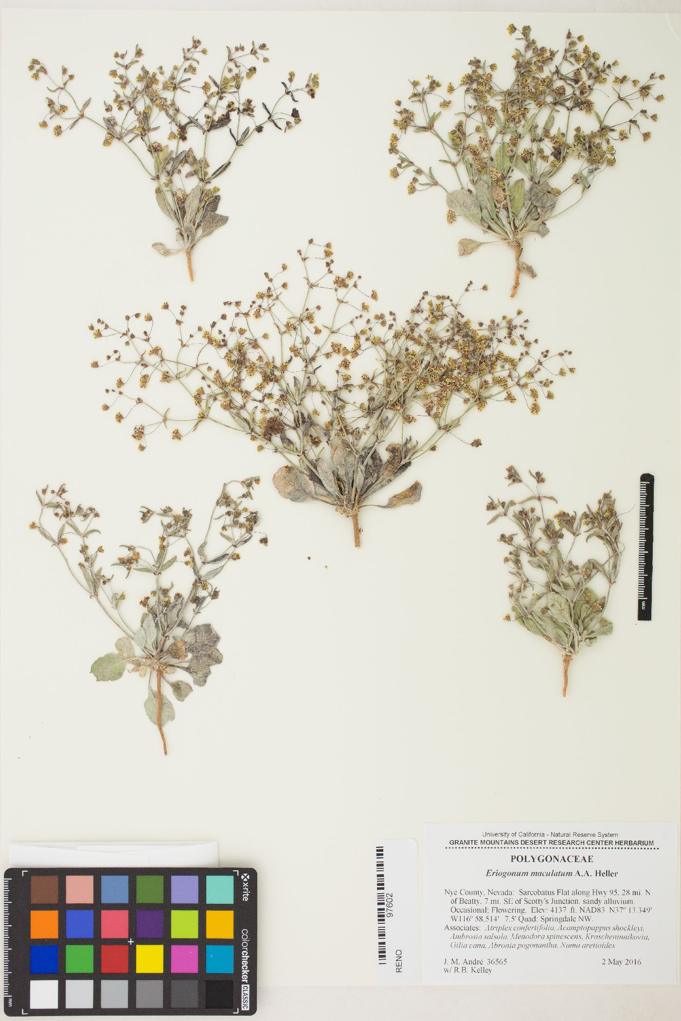 Eriogonum maculatum image