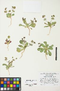 Oxytheca perfoliata image