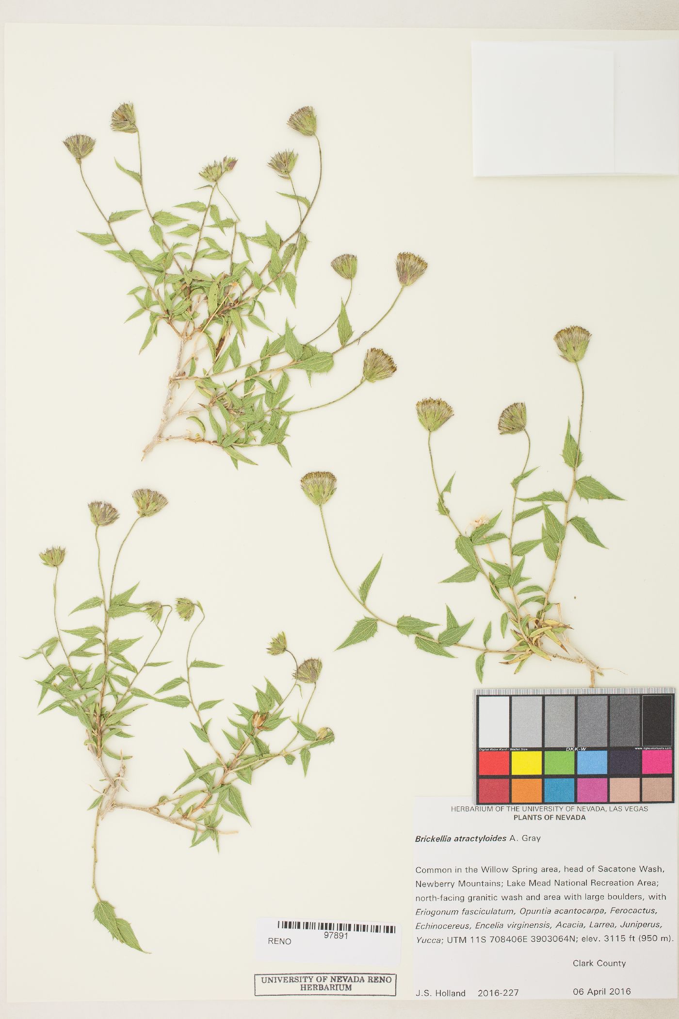 Brickellia atractyloides var. atractyloides image