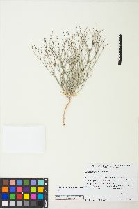 Eriogonum palmerianum image