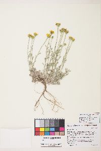 Eriophyllum lanatum image