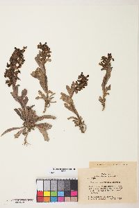 Penstemon nitidus var. polyphyllus image