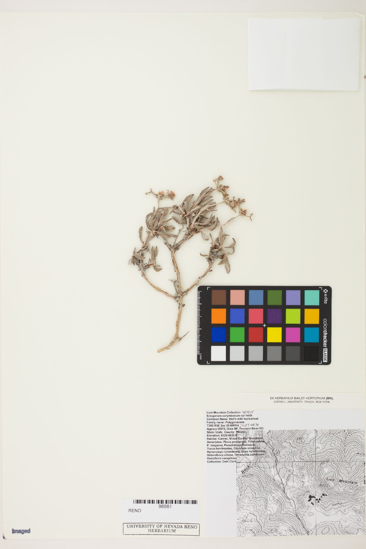 Eriogonum corymbosum var. heilii image