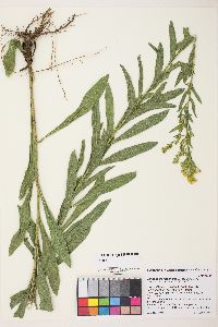 Solidago spectabilis image