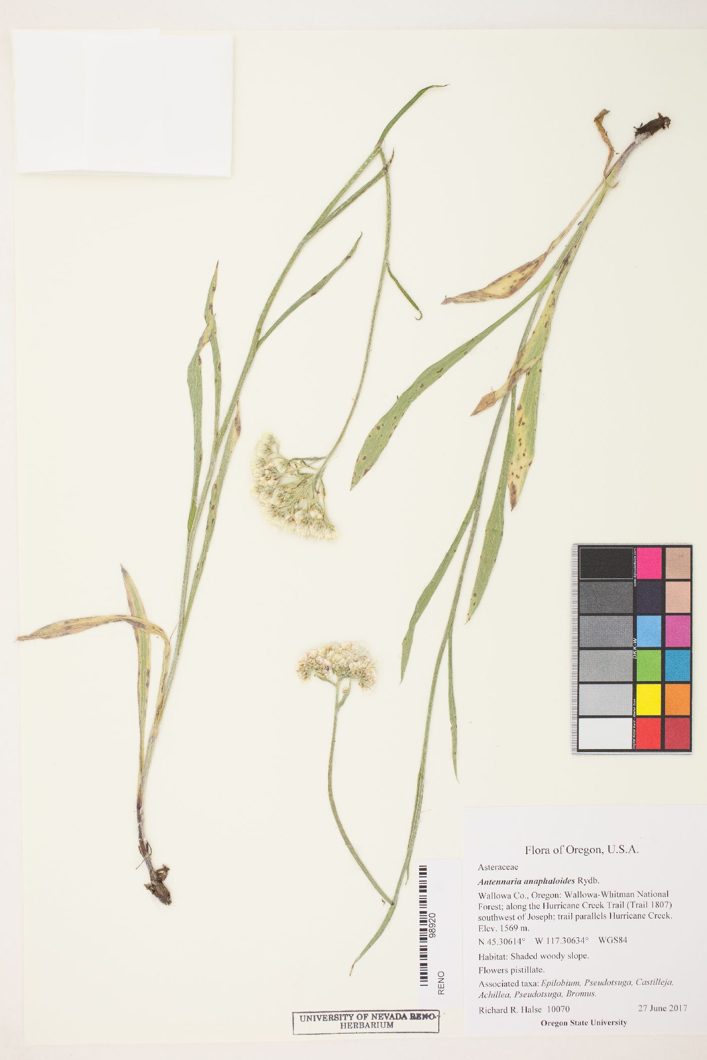 Antennaria anaphaloides image
