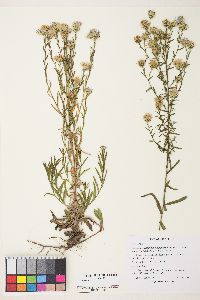 Symphyotrichum lanceolatum var. hesperium image