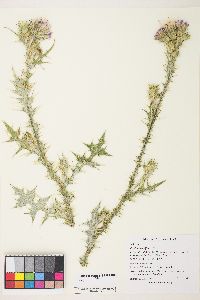 Carduus tenuiflorus image