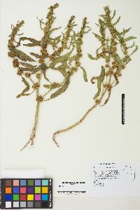 Rumex fueginus image