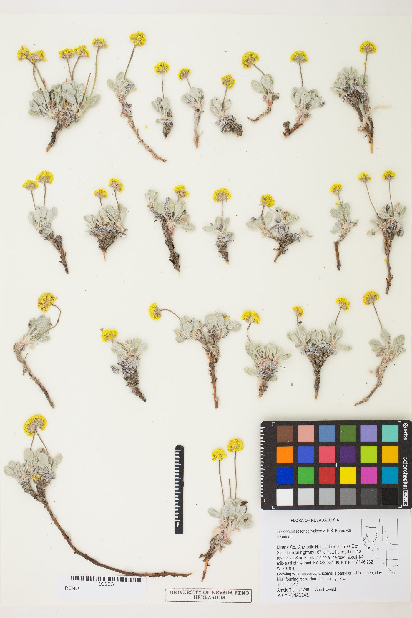 Eriogonum rosense var. rosense image