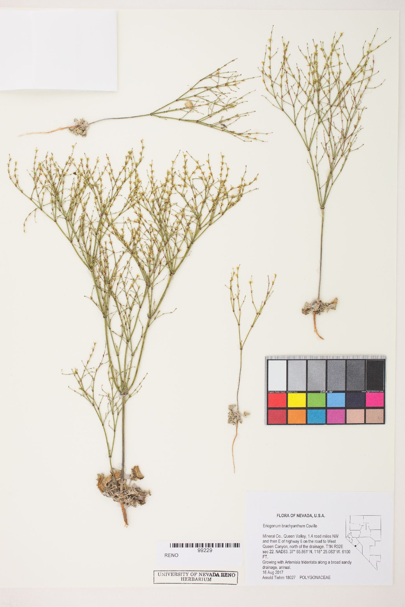 Eriogonum brachyanthum image