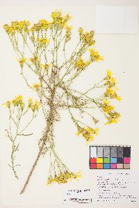 Senecio riddellii image