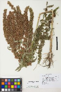 Rumex stenophyllus image