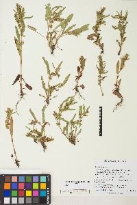 Rumex fueginus image