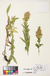 Solidago lepida image