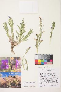 Penstemon kingii image