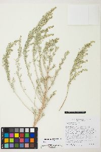 Artemisia tridentata image