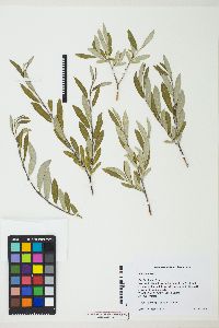 Salix boothii image