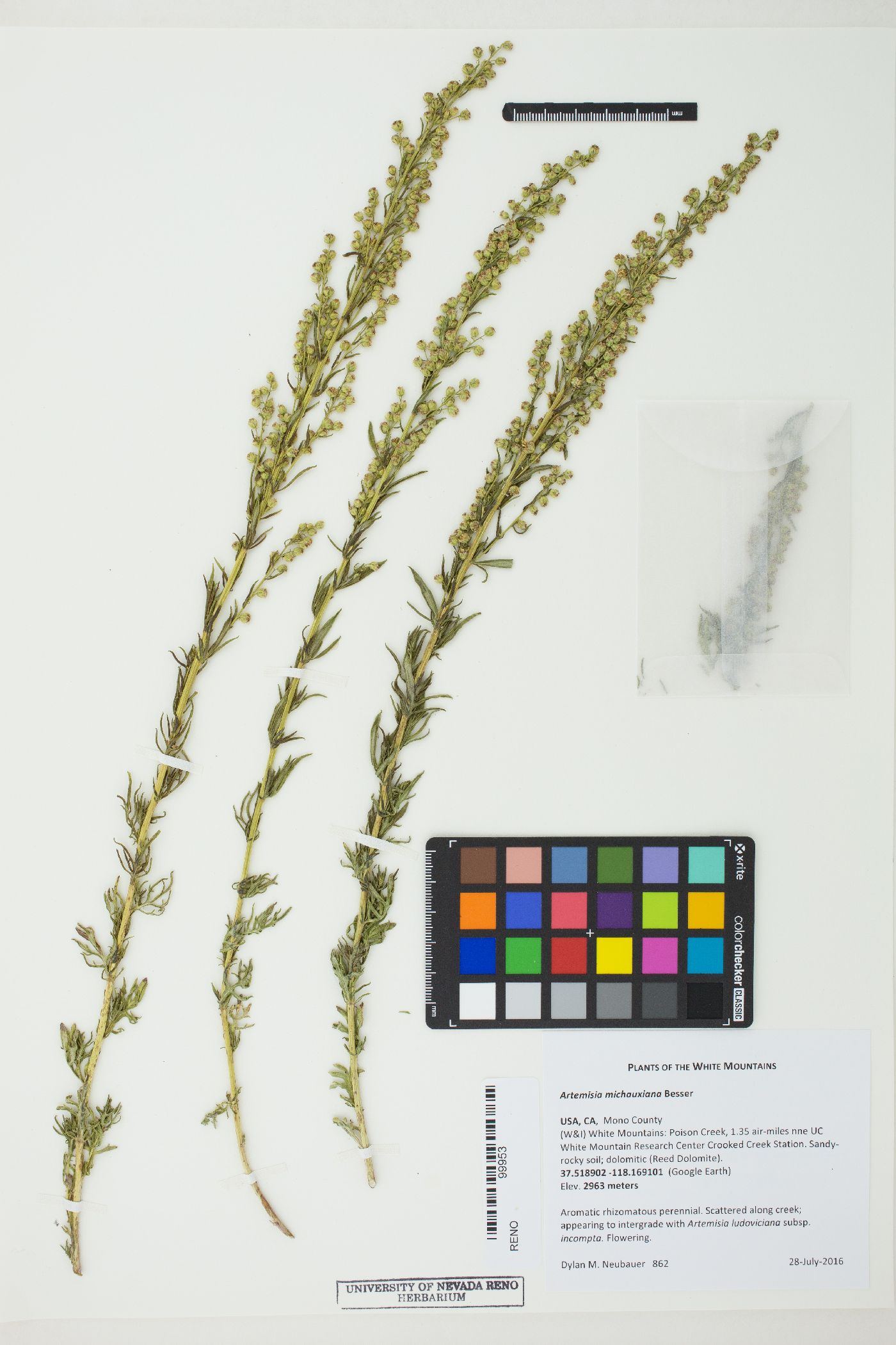 Artemisia michauxiana image