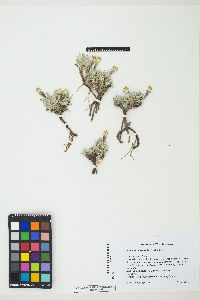 Raillardella argentea image