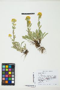 Solidago multiradiata image