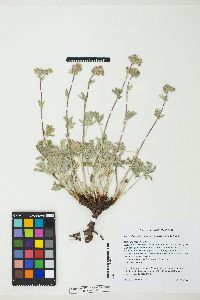 Potentilla gracilis image