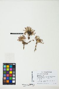 Image of Lewisia glandulosa