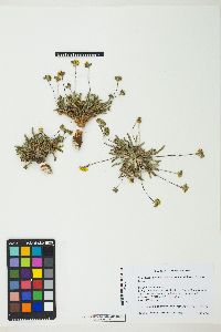 Ivesia lycopodioides image