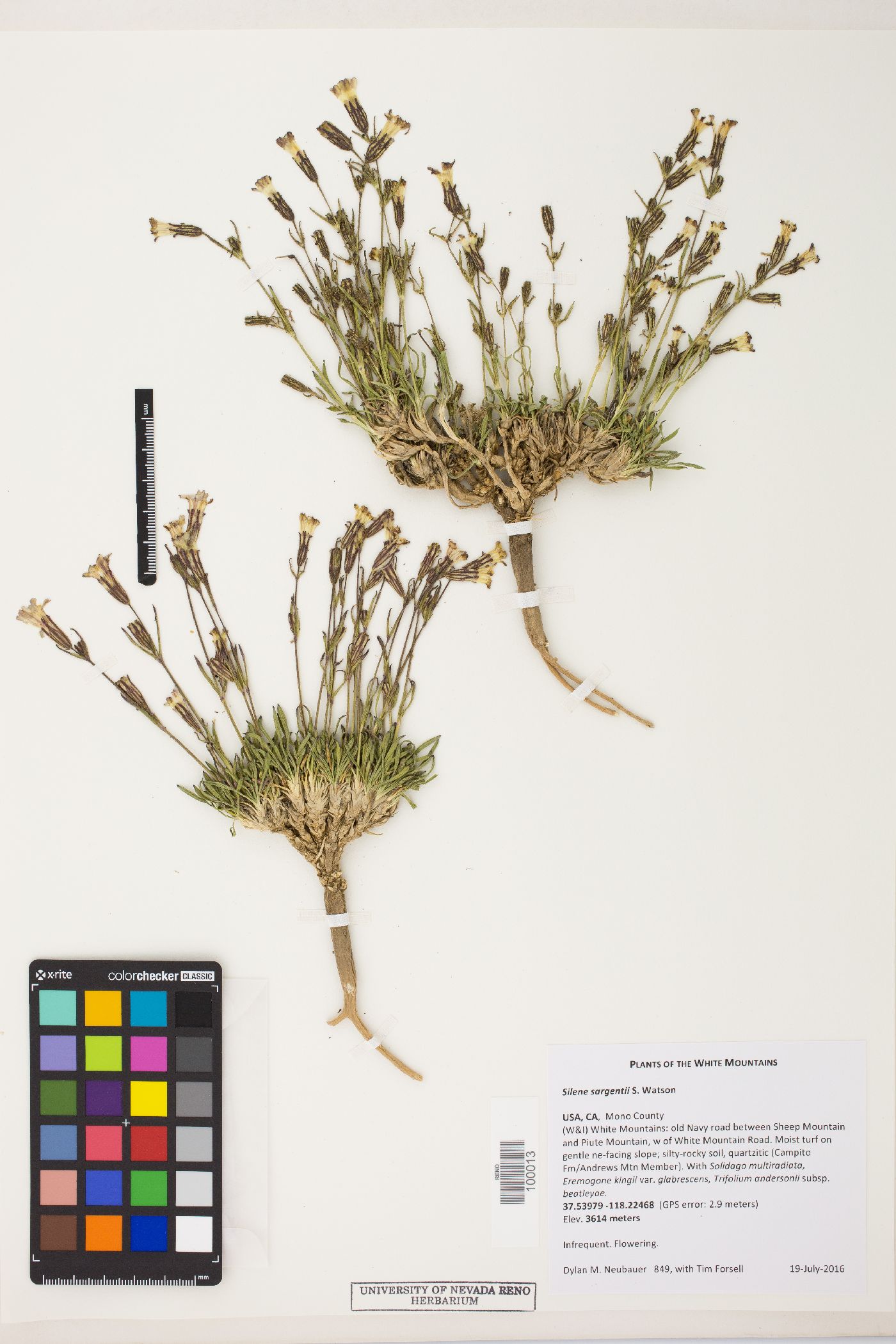 Silene sargentii image