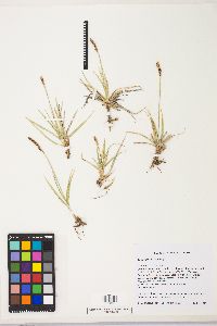 Image of Carex idahoa