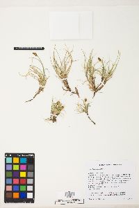 Image of Carex incurviformis