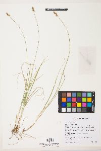 Carex vallicola image