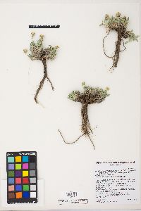 Xanthisma grindelioides var. depressum image