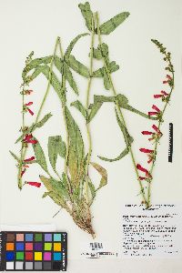 Penstemon eatonii image