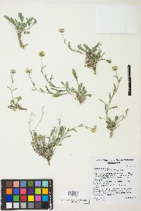 Erigeron ovinus image