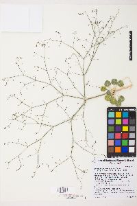 Eriogonum howellianum image