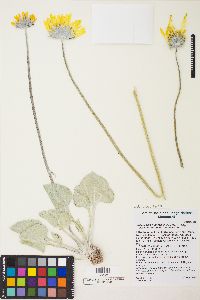 Enceliopsis nudicaulis var. nudicaulis image