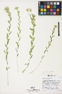 Brickellia oblongifolia image