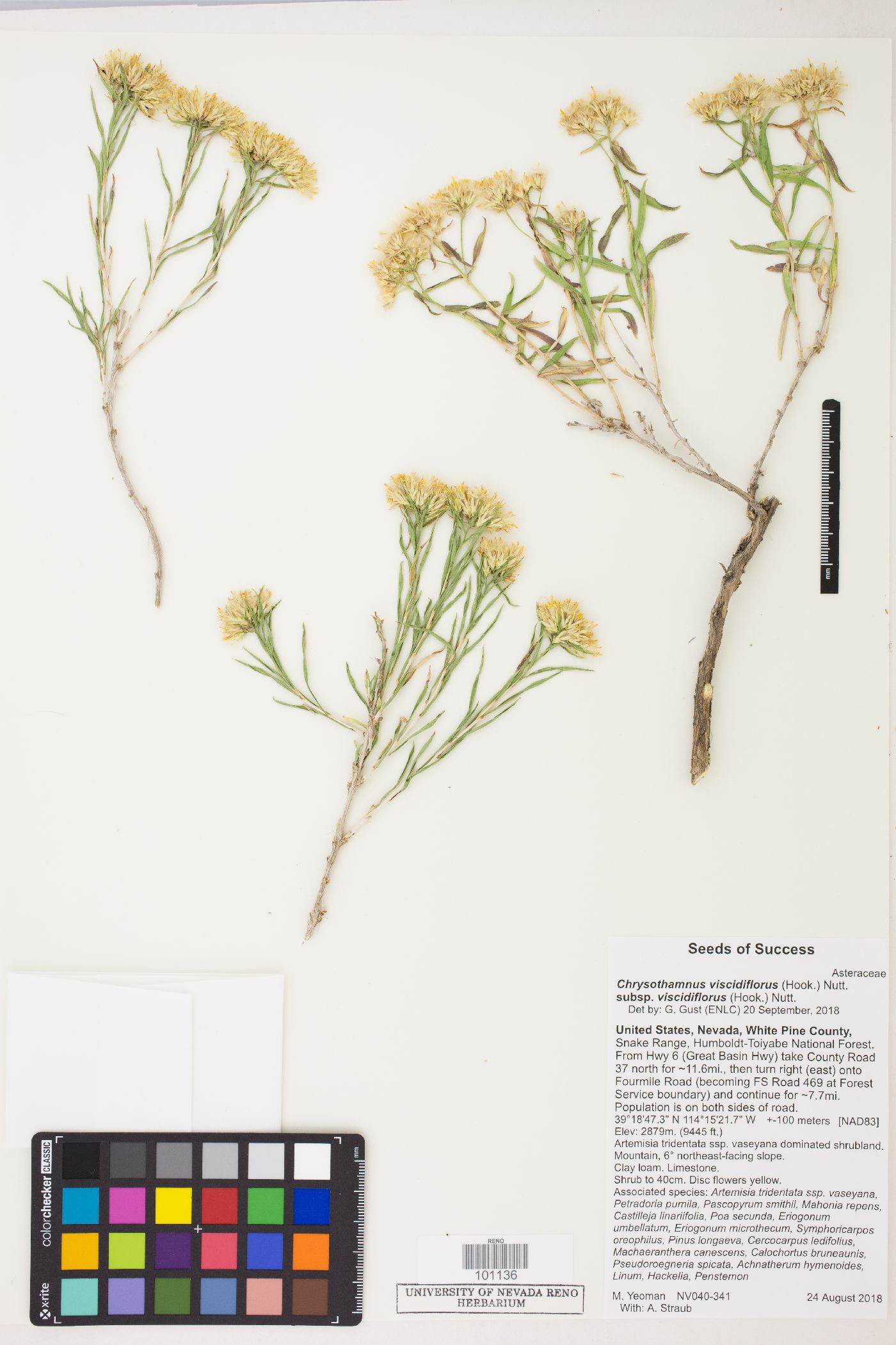 Chrysothamnus viscidiflorus subsp. viscidiflorus image