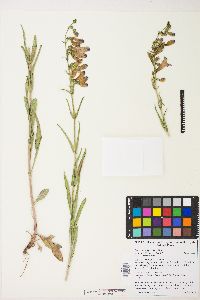 Penstemon speciosus image