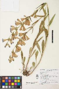 Penstemon speciosus image